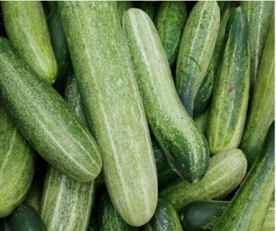 Include cucumber in your diet, major problems of winter will go away