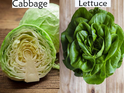 Know the difference between Cabbage and Lettuce?
