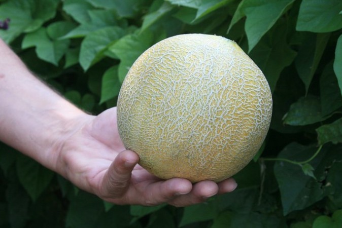 The Benefits of Including Muskmelon Seeds in Your Diet