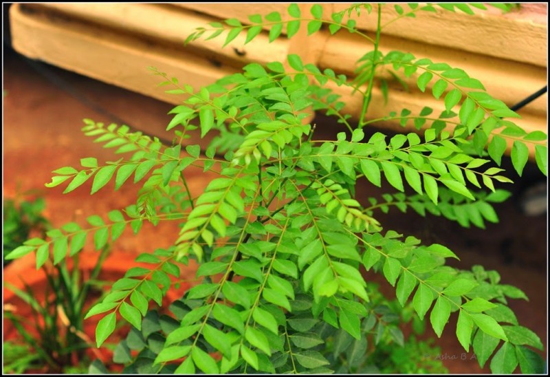 How can curry leaves be used more efficiently?