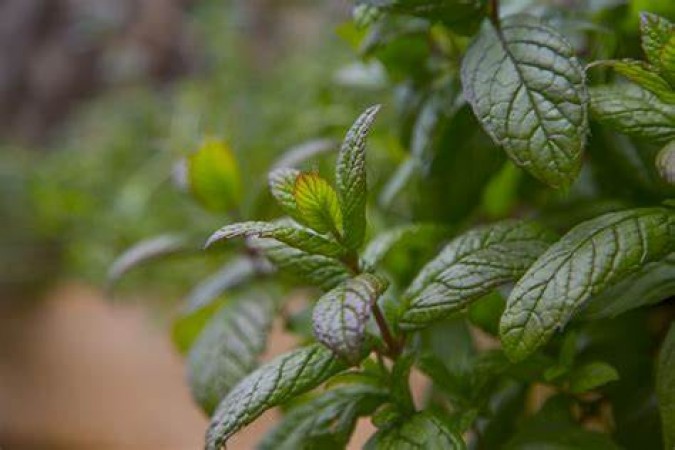Getting the Most Out of Fresh Mint: A Comprehensive Guide