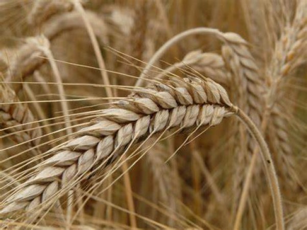 Expert advice, potential health risks, and more on barley