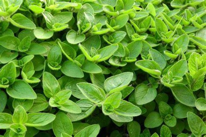 Marjoram drawbacks: Read what the experts have to say