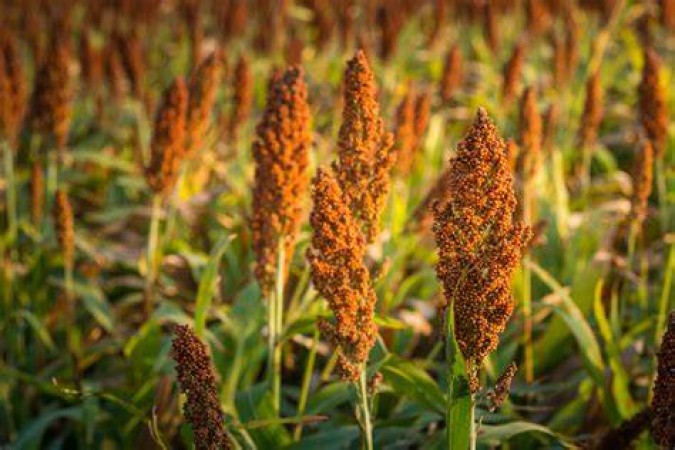 Exploring the Health Benefits of Sorghum: A Nutritious Choice Over Whole Grains