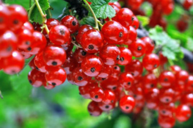 Berries can be helpful to prevent cancer, reports says