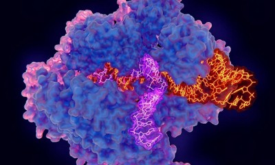 CRISPR gene finds biological mechanism behind common blood disorder