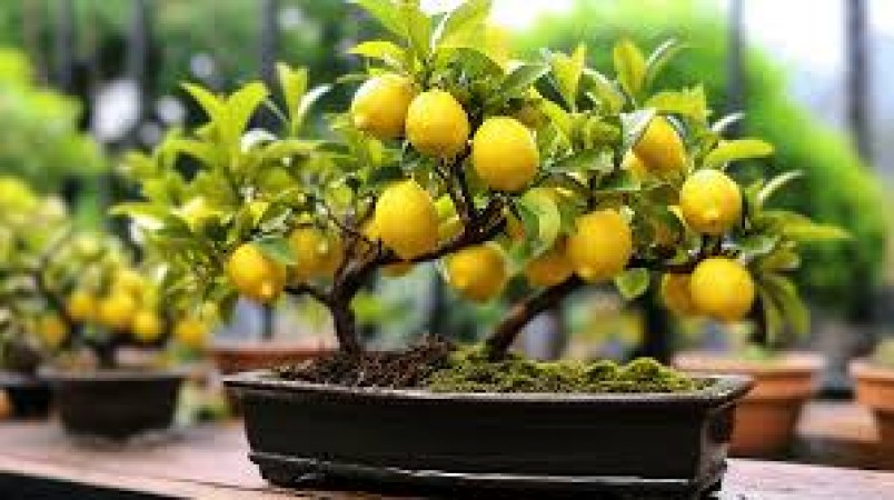 Plant a lemon plant in the kitchen garden, take care of it in this way, the hassle of bringing it from the market will end