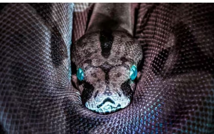 This is that poisonous snake, once bitten, blood starts coming out from every hole of the body