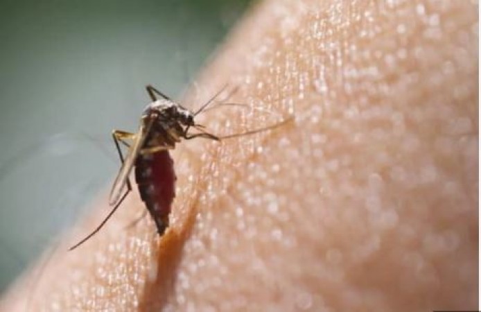 डेंगू बुखार से जल्दी ठीक होना चाहते हैं तो आजमाएं ये 5 घरेलू नुस्खे, कमाल के फायदे
