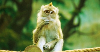 China-US scientists grow first human-monkey embryo, but its ethical is questioned