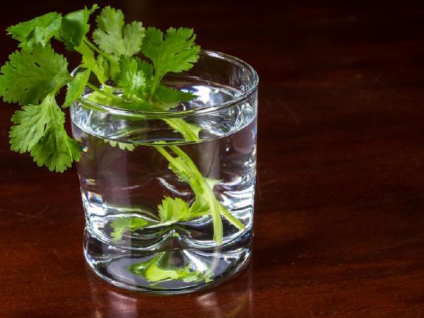 Health benefits of Coriander water  in summer