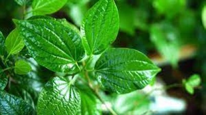 Start chewing these small green leaves in summer, you will get benefits from weight loss to diabetes