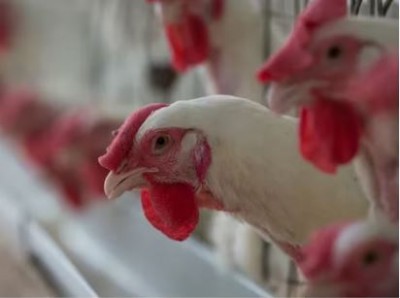 Egg-chicken eaters should be careful because bird flu is spreading rapidly, know its symptoms and methods of prevention