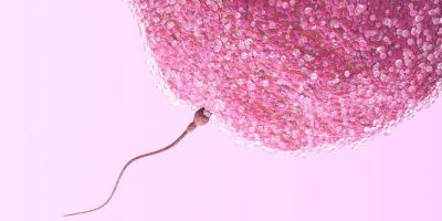 Your career options influence your fertility