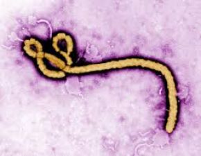 Antibodies against Ebola to be produced soon