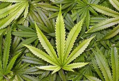 Marijuana, a ban or a boon?