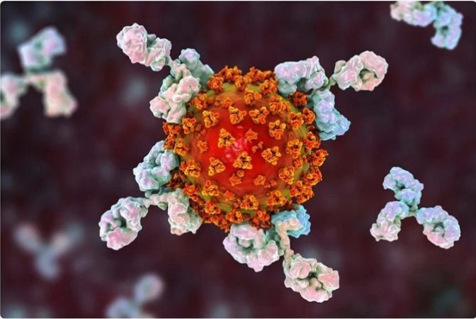 Study suggests antibodies produced by a Covid variant neutralise others