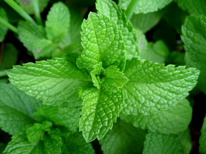 Know About the Health Benefits of Eating Mint Leaves