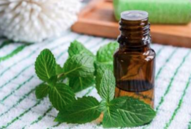 From headaches to relieving stress, peppermint oil is very effective