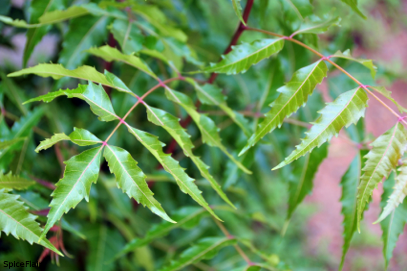 The Health Benefits of Neem Leaves for Your Daily Routine