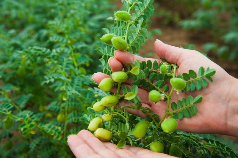 Chickpeas Have Surprising Health Benefits, Say Experts