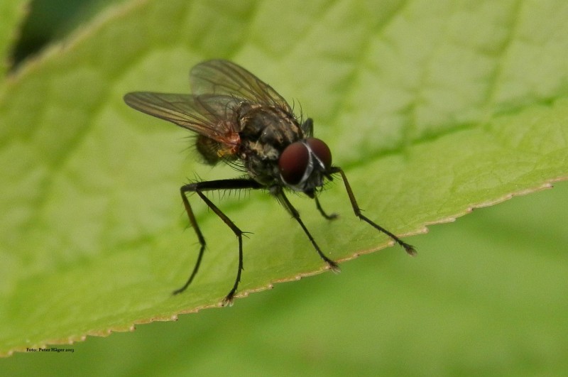 Keeping Flies Out of Your House: A Comprehensive Guide