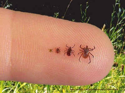 Understanding Ticks and Diseases: A Comprehensive Guide