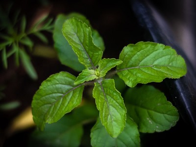 Exploring the Health Benefits of Tulsi Leaves