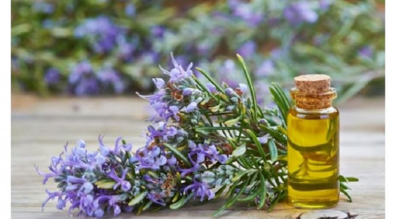 Rosemary Oil: How to Use It for Healthy Hair and Glowing Skin