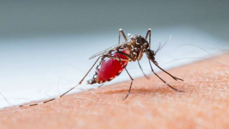 Study reveals 'concerning' malaria diagnosis defect