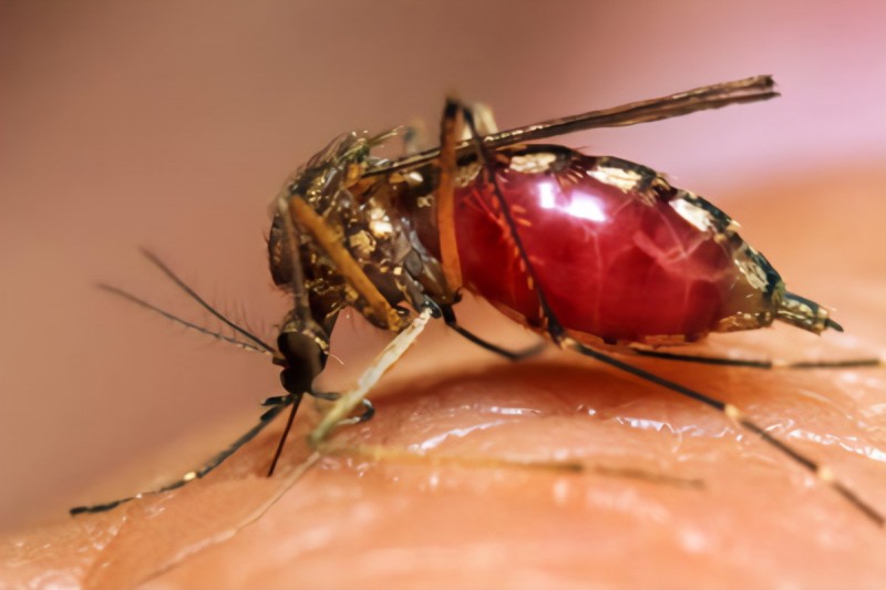 Dengue Cases in India: 5 Natural Ways to Boost Platelet Count