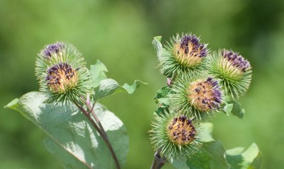 Burdock: Medical advice, potential health risks, and more