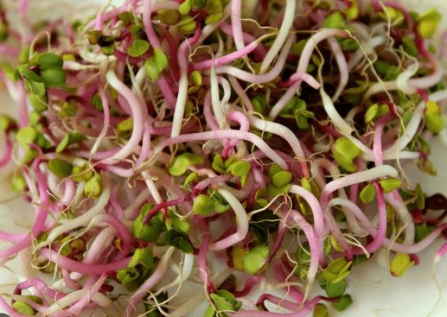 Sprouts: Nutritional Heroes or Silent Health Hazards?