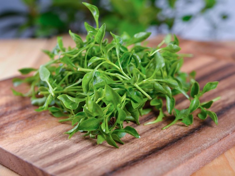 Dive into the Health Benefits of Watercress