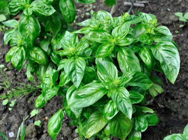 Basil leaves can sharpen your mind