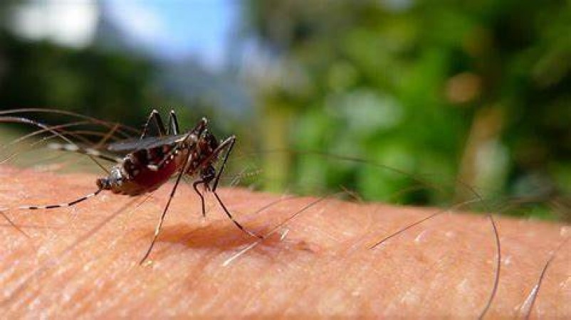 Does the Severity of Dengue Change with High Temperatures?