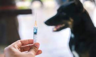 Understanding Rabies: Causes, Risks, and Treatment