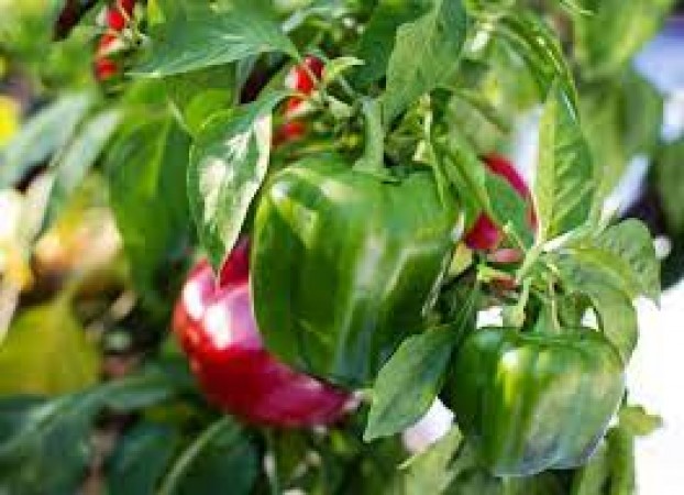 Capsicum is a panacea for these diseases