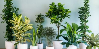 It is good to have these 12 plants at home