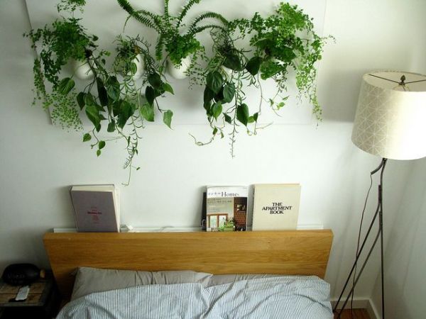 These plants help to get good sleep