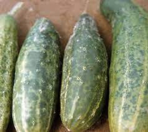 Green cucumber keeps away from these diseases