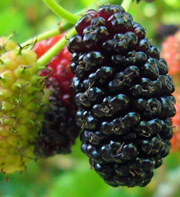 Know amazing health benefits of Mulberry
