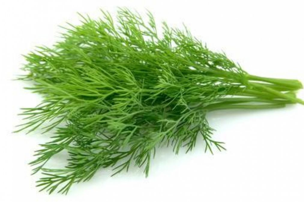 Dill leaves are good for bones, Know its health benefits | NewsTrack