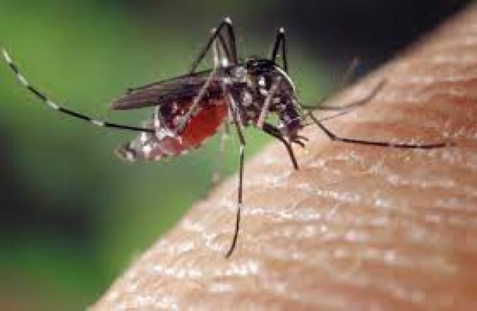 ध्यान दें डेंगू से सिर्फ आपका लिवर ही नहीं बल्कि आपका दिल भी खतरे में, रिसर्च में सामने आई चौंकाने वाली बात