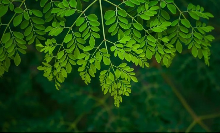 Moringa Leaves: 10 Amazing Health Benefits That You Should Know