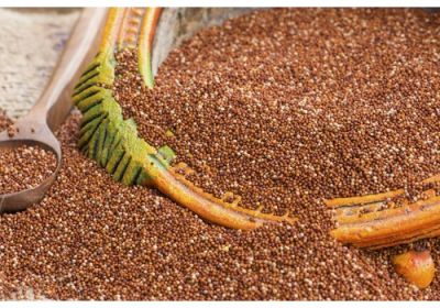 Ragi flour is beneficial for health in winter