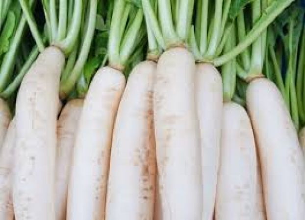 Radish protects against cancer
