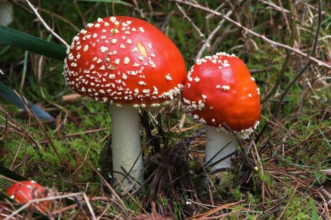 Mushroom keeps blood sugar in control