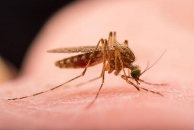 Use these home remedies for keep away mosquitoes