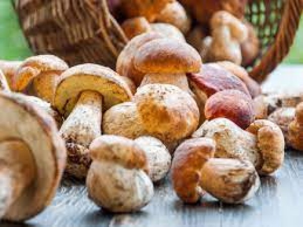 Mushroom is more healthy than tasty, eating it daily will have these amazing benefits